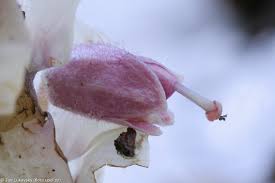 Attēlu rezultāti vaicājumam “Lathraea squamaria fruit”