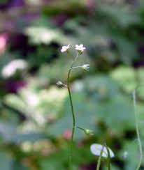 Attēlu rezultāti vaicājumam “Myosotis laxa subsp. baltica flower”