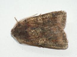 Attēlu rezultāti vaicājumam “Cerastis leucographa”