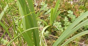 Attēlu rezultāti vaicājumam “Sparganiaceae”