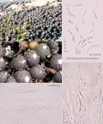 Attēlu rezultāti vaicājumam “Ruzenia spermoides”