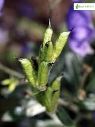 Attēlu rezultāti vaicājumam “Aconitum napellus bud”
