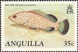 Image result for Epinephelus guttatus