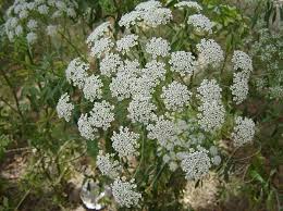 Attēlu rezultāti vaicājumam “Cicuta virosa”