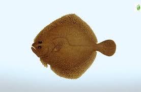 Image result for Scophthalmus maximus