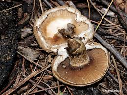 Attēlu rezultāti vaicājumam “Asterophora lycoperdoides”