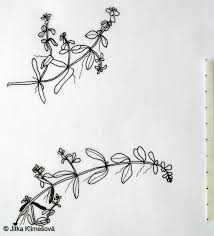 Attēlu rezultāti vaicājumam “Callitriche cophocarpa leaf”