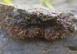 Attēlu rezultāti vaicājumam “Gloiodon strigosus”