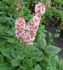 Attēlu rezultāti vaicājumam “Verbascum densiflorum bud”