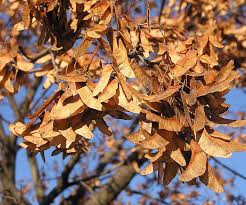 Attēlu rezultāti vaicājumam “Acer platanoides fruit”