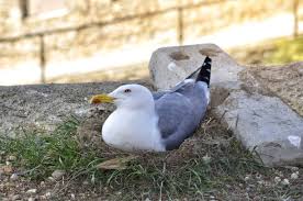 Attēlu rezultāti vaicājumam “Larus argentatus nest”