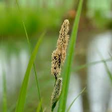 Attēlu rezultāti vaicājumam “Carex acutiformis flower”