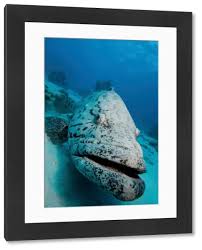 Image result for Epinephelus tukula