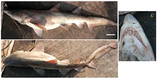 Image result for Paragaleus pectoralis