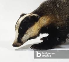 Attēlu rezultāti vaicājumam “Meles meles”