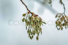 Attēlu rezultāti vaicājumam “Ulmus laevis leaf”