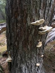 Attēlu rezultāti vaicājumam “Climacocystis borealis”