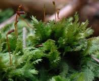 Attēlu rezultāti vaicājumam “Fissidens osmundoides”