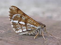 Attēlu rezultāti vaicājumam “Bupalus piniaria male”