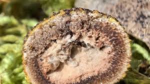 Attēlu rezultāti vaicājumam “Lycogala persicum macro”