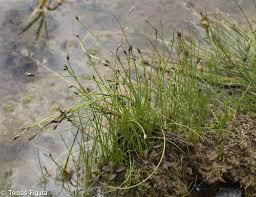 Attēlu rezultāti vaicājumam “Eleocharis quinqueflora”