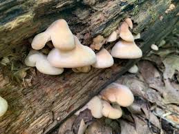 Attēlu rezultāti vaicājumam “Lentinellus ursinus”