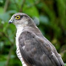 Attēlu rezultāti vaicājumam “Accipiter nisus female”