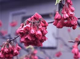 Image result for 緋寒桜