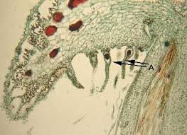 Attēlu rezultāti vaicājumam “Marchantiopsida”