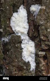 Attēlu rezultāti vaicājumam “Phlebiopsis gigantea”