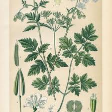 Image result for Kerbel