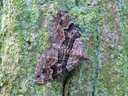 Attēlu rezultāti vaicājumam “Xanthorhoe quadrifasiata”