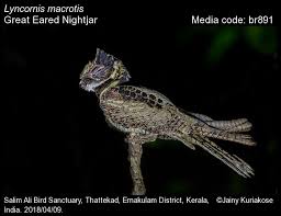 Attēlu rezultāti vaicājumam “Cribraria oregana macro”