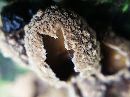 Attēlu rezultāti vaicājumam “Encoelia furfuracea”