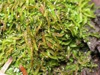 Attēlu rezultāti vaicājumam “Odontoschisma sphagni”