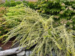 Attēlu rezultāti vaicājumam “Lonicera”