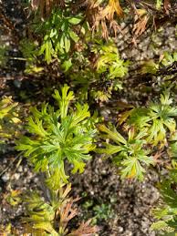 Attēlu rezultāti vaicājumam “Aconitum napellus bud”