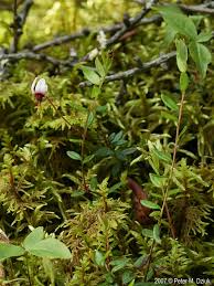 Attēlu rezultāti vaicājumam “Oxycoccus microcarpus leaf”