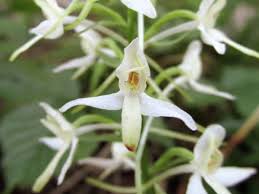 Attēlu rezultāti vaicājumam “Platanthera bifolia leaf”