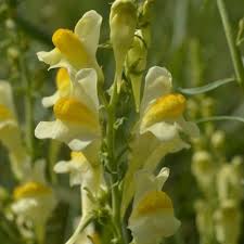 Attēlu rezultāti vaicājumam “Linaria vulgaris leaf”