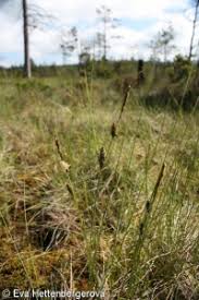 Attēlu rezultāti vaicājumam “Carex lasiocarpa fruit”