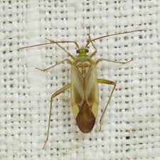 Attēlu rezultāti vaicājumam “Adelphocoris lineolatus imago”