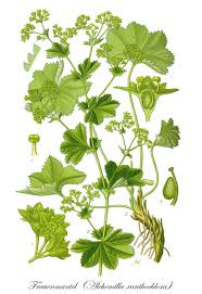 Image result for Frauenmantel