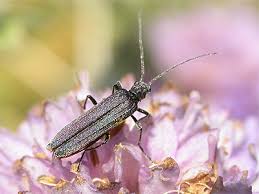 Attēlu rezultāti vaicājumam “Oedemera sp.”