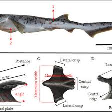 Image result for Notorynchus cepedianus