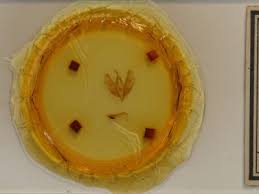 Attēlu rezultāti vaicājumam “Moma alpium”