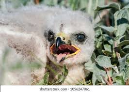 Attēlu rezultāti vaicājumam “Buteo buteo nest”