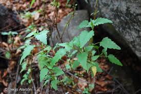 Image result for Alonsoa liniflora