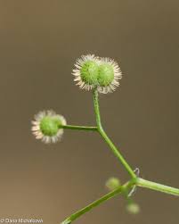 Attēlu rezultāti vaicājumam “Galium odoratum bud”