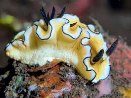 Attēlu rezultāti vaicājumam “Diderma crustaceum young”